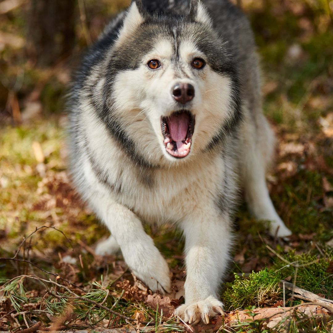 Pourquoi mon chien ne veut pas mettre son harnais?