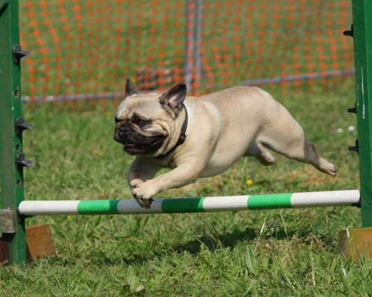 Comment éduquer un chien : Un guide complet pour les débutants