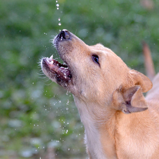 Quelle gourde pour chien choisir ?