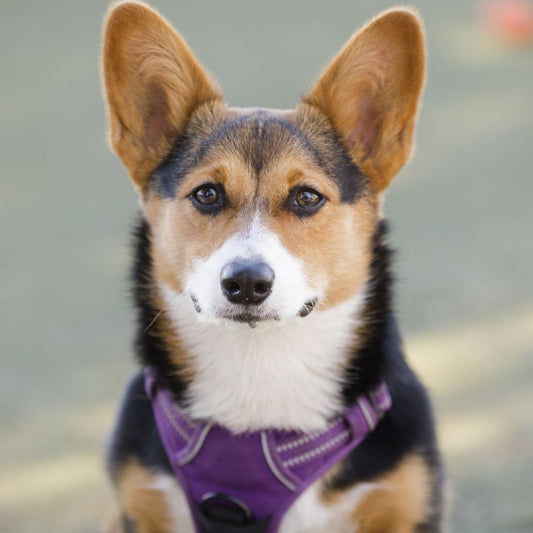 Quel harnais choisir en fonction de la race de votre chien?