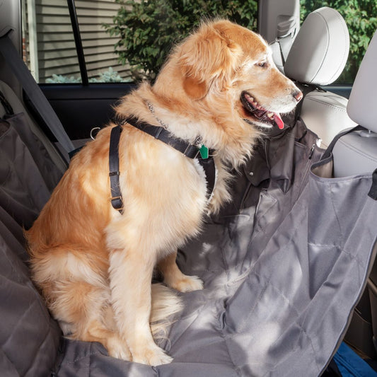 Comment assurer le transport de votre chien en voiture ?