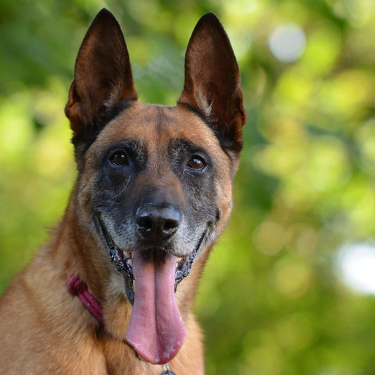 Comment choisir un harnais malinois ?