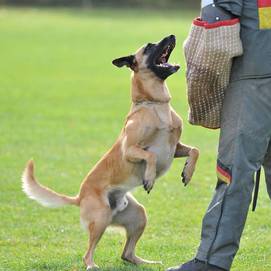 Comment calmer un chien malinois : astuces et conseils