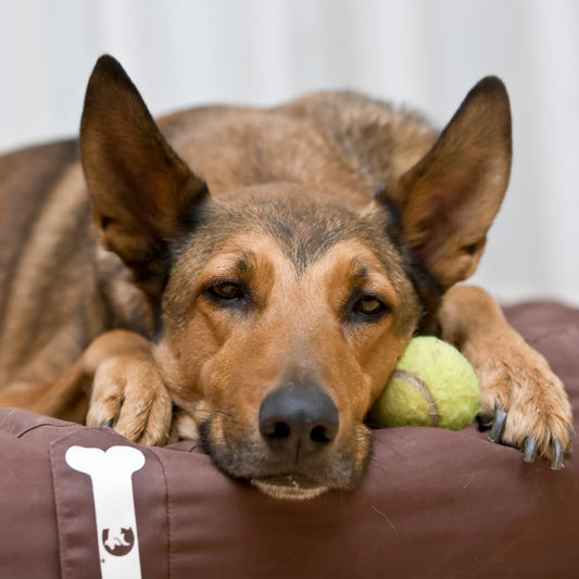 Où faire dormir votre malinois : choix de couchage et conseils