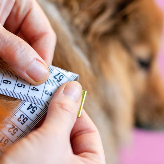 Comment prendre la mesure d'un harnais pour chien?