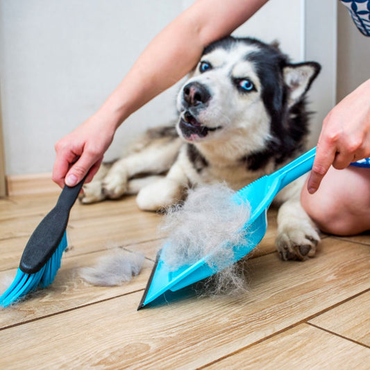 Comment éviter que les poils de mon chien se répandent à la maison ou dans la voiture ?