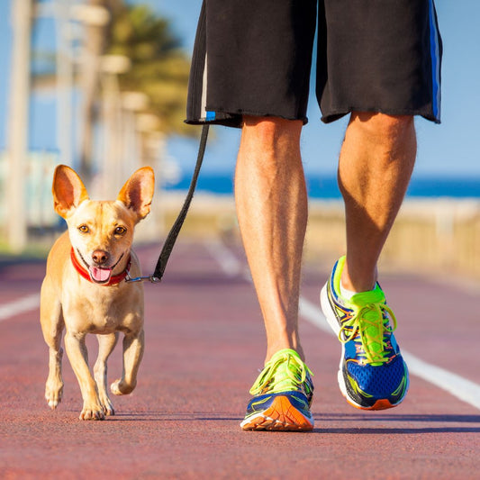 Comment apprendre à mon chien à marcher en laisse ?