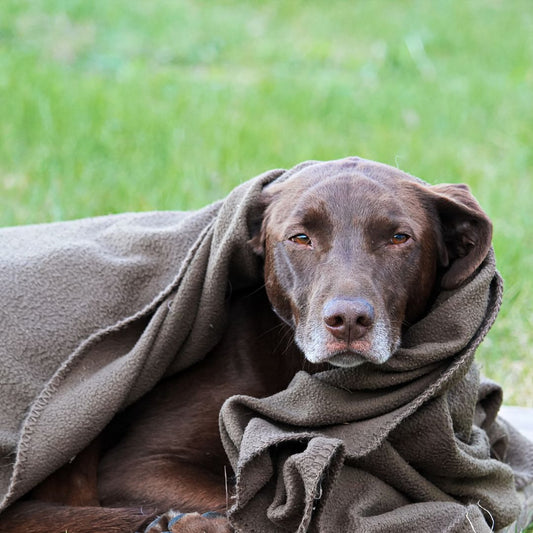 Comment bien protéger mon chien du froid ?