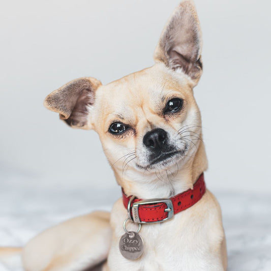 Quel type de collier pour chien choisir?