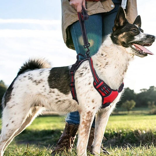 Pourquoi choisir un harnais pour chien en Y?