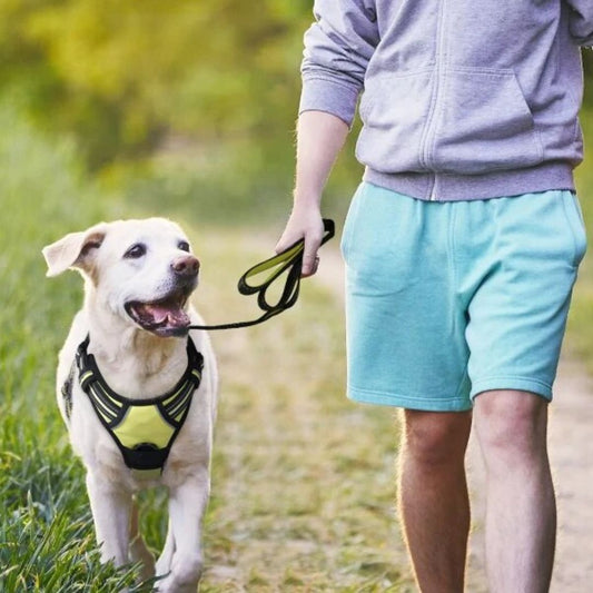Quel est le meilleur harnais pour votre chien ?
