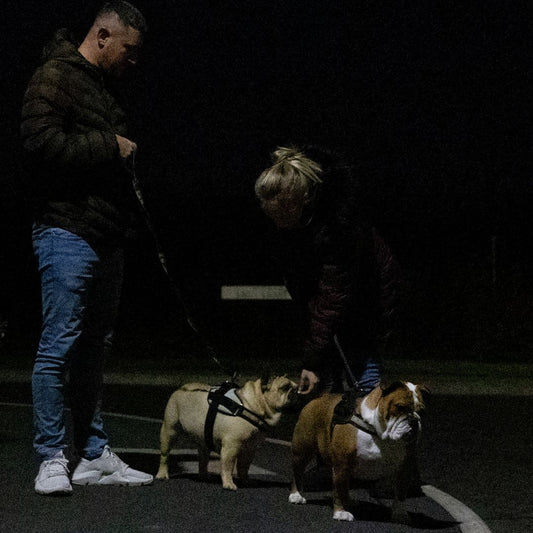 Harnais lumineux pour chien vs. Harnais chien réfléchissant : Quel est le meilleur choix ?