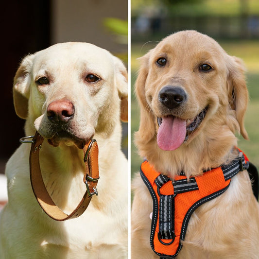Plutôt collier ou harnais pour chien?