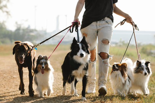 Quelle race de chien vous correspond le mieux? La réponse en moins 2 minutes ;-)!