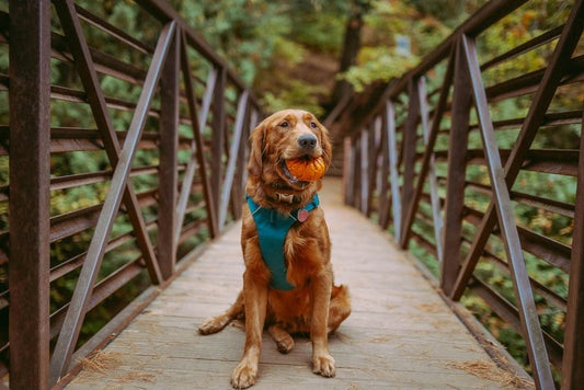 Comment bien choisir un harnais pour chien ?
