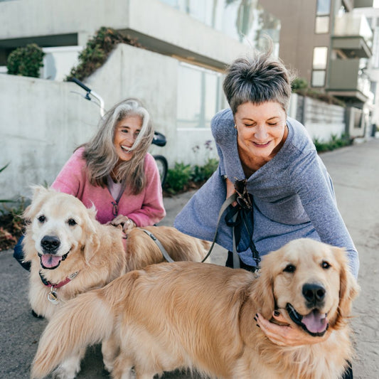 Comment transformer la balade avec mon chien en véritable moment de plaisir ?