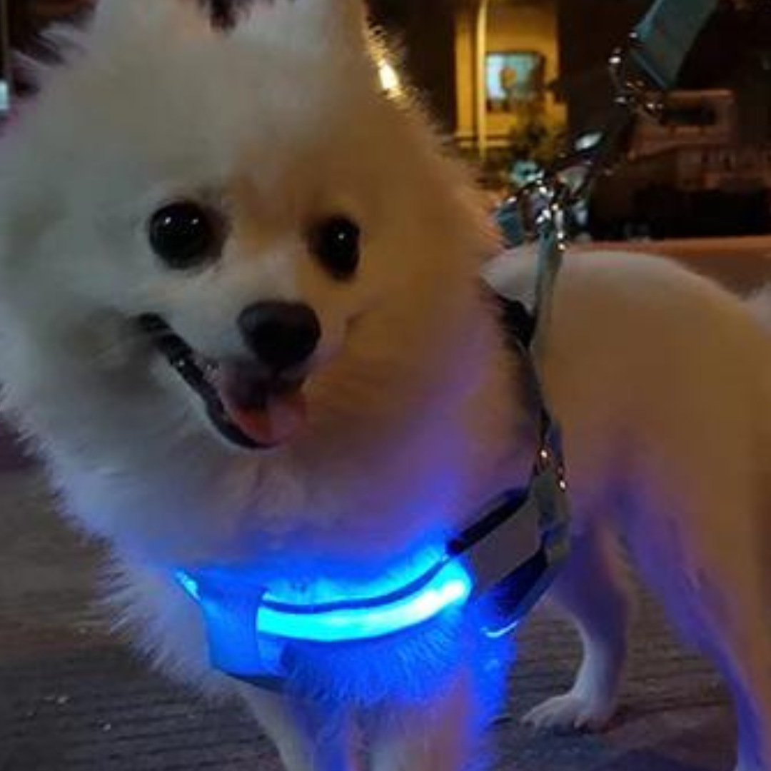 SAFE NIGHT HARNESS™| HARNAIS LUMINEUX CHIEN