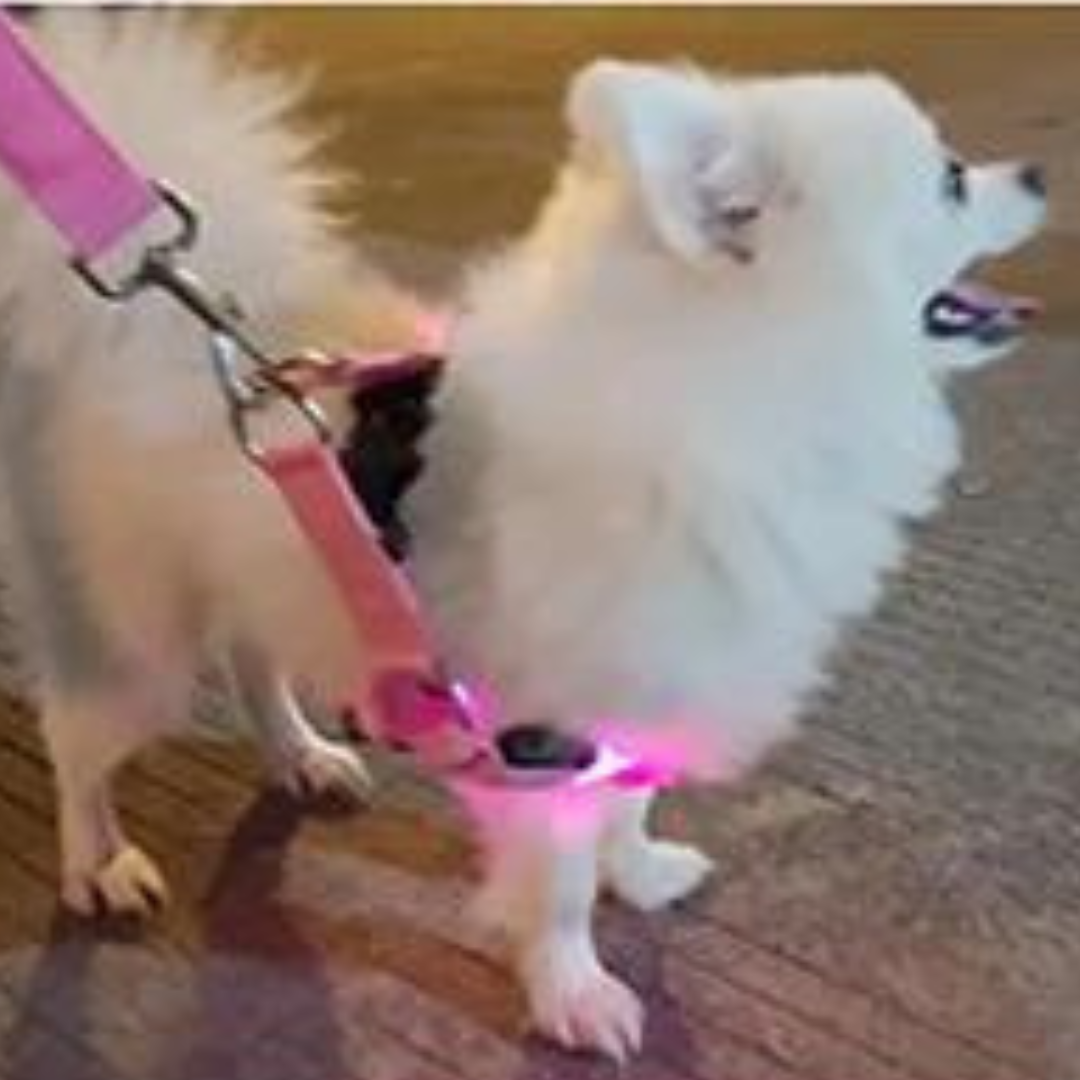 SAFE NIGHT HARNESS™| HARNAIS LUMINEUX CHIEN