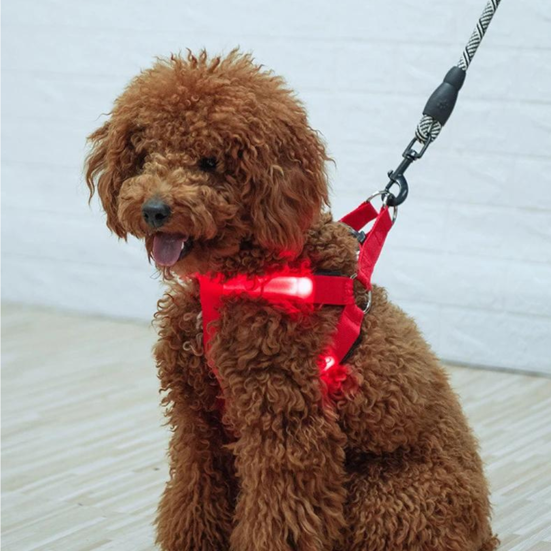 SAFE NIGHT HARNESS™| HARNAIS LUMINEUX CHIEN