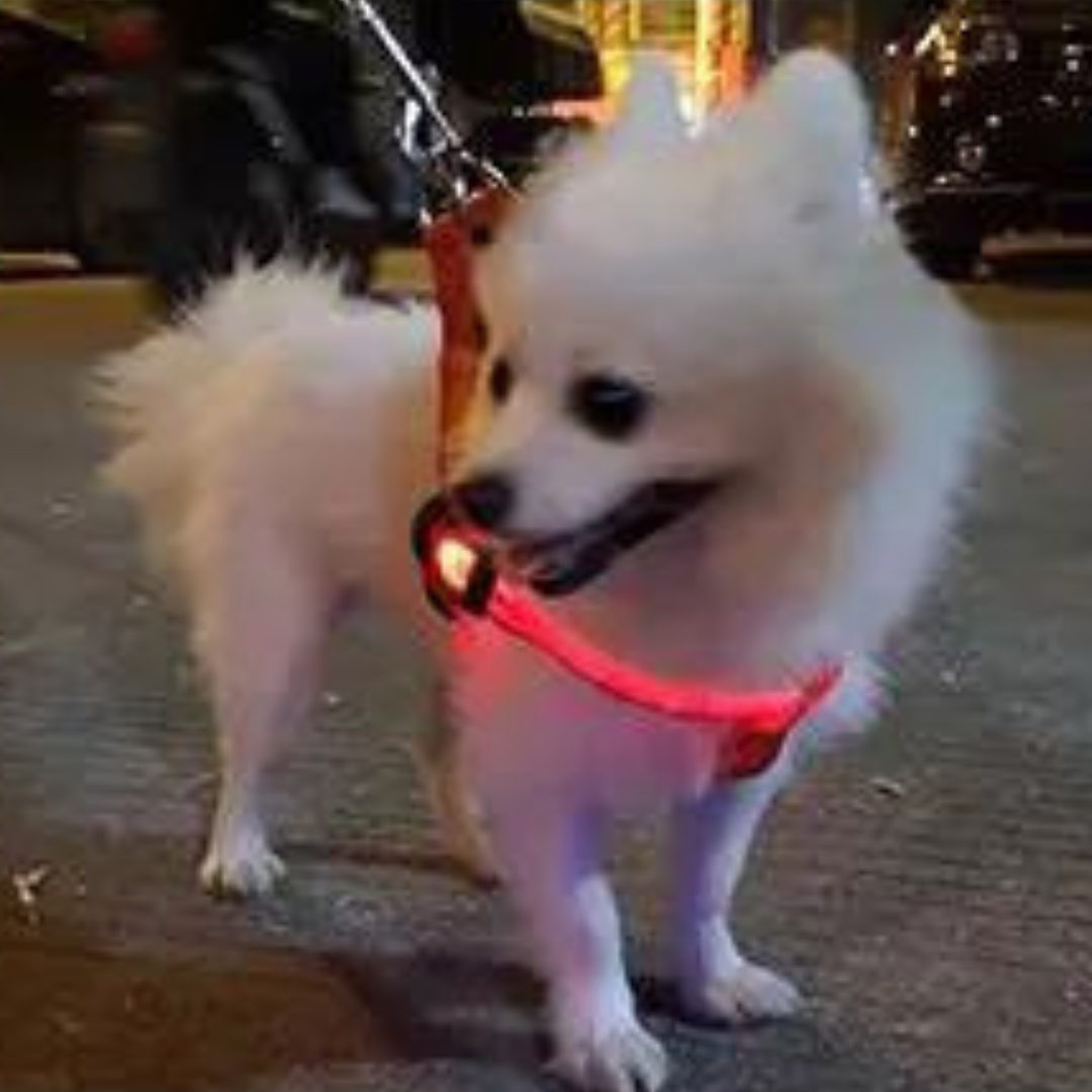 SAFE NIGHT HARNESS™| HARNAIS LUMINEUX CHIEN