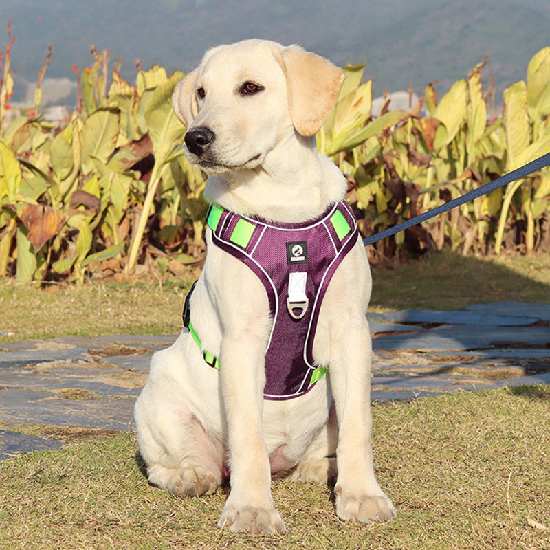 COMFORT HARNESS™ | HARNAIS CHIEN ANTI TRACTION