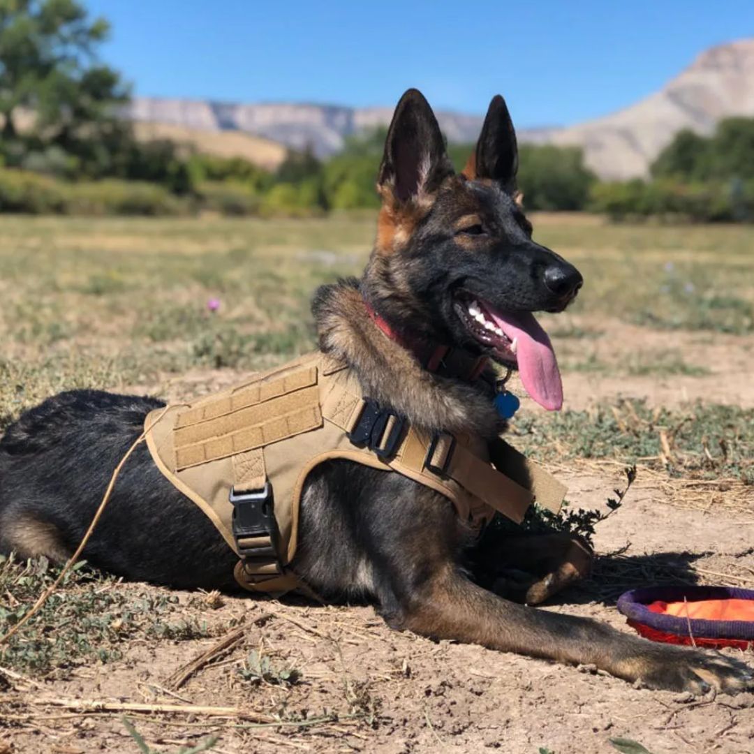 MALINOIS™ | HARNAIS CHIEN MALINOIS
