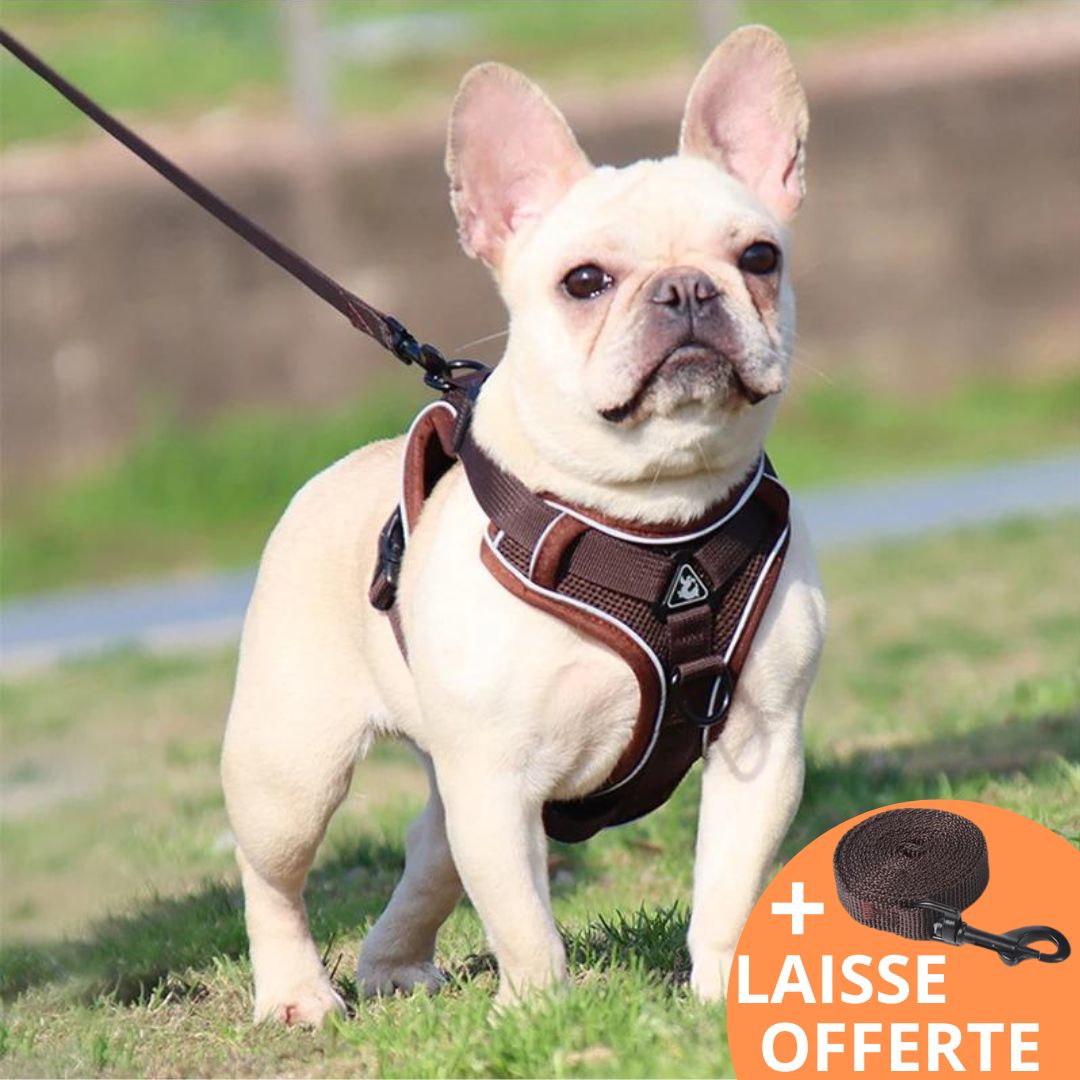 COOL HARNESS™ | HARNAIS PETIT CHIEN