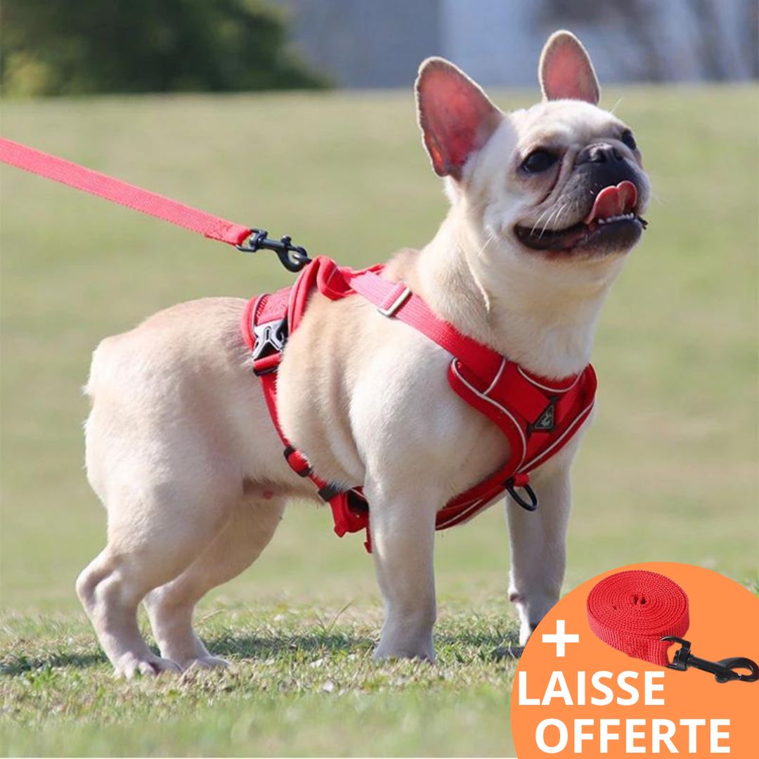 BOUBOUILLE™| HARNAIS BOULEDOGUE FRANÇAIS