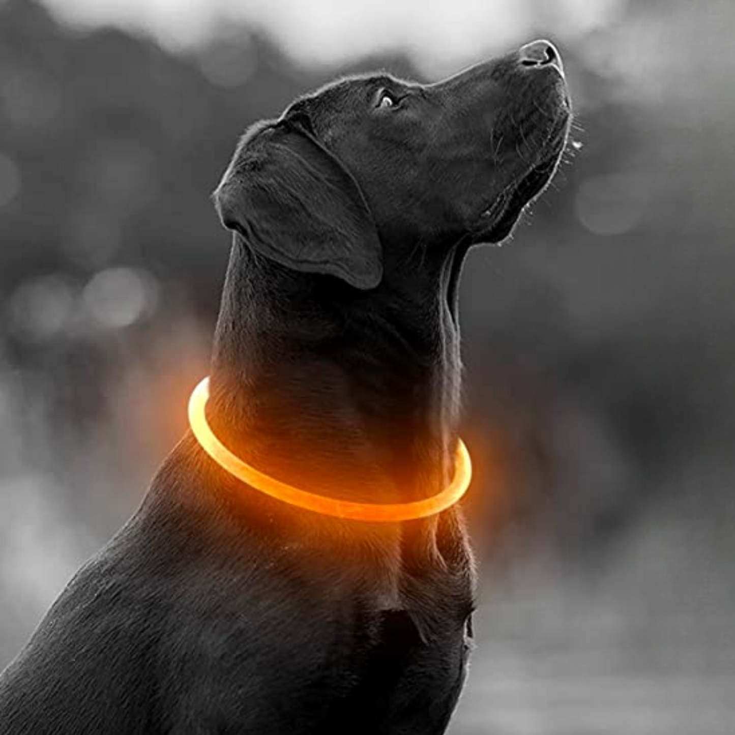SAFE PROTECT™ | COLLIER LUMINEUX CHIEN
