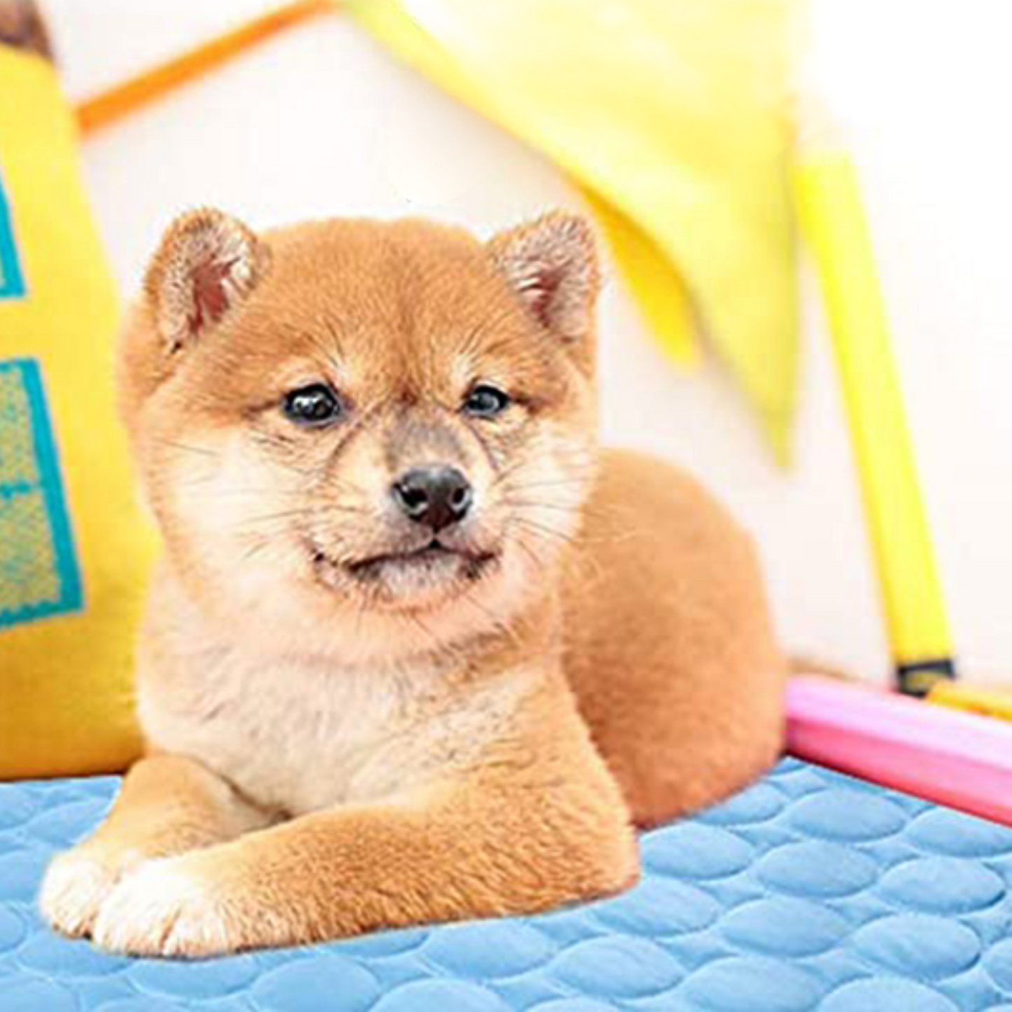 FRESH CARPET™ | TAPIS RAFRAICHISSANT CHIEN