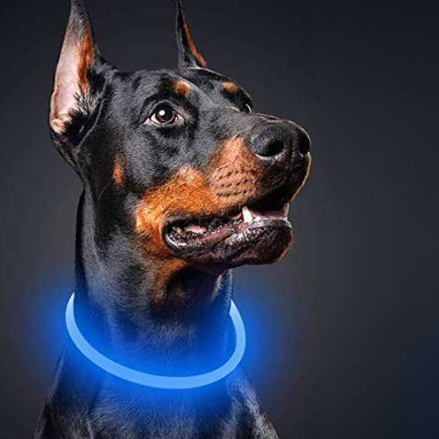 SAFE PROTECT™ | COLLIER LUMINEUX CHIEN