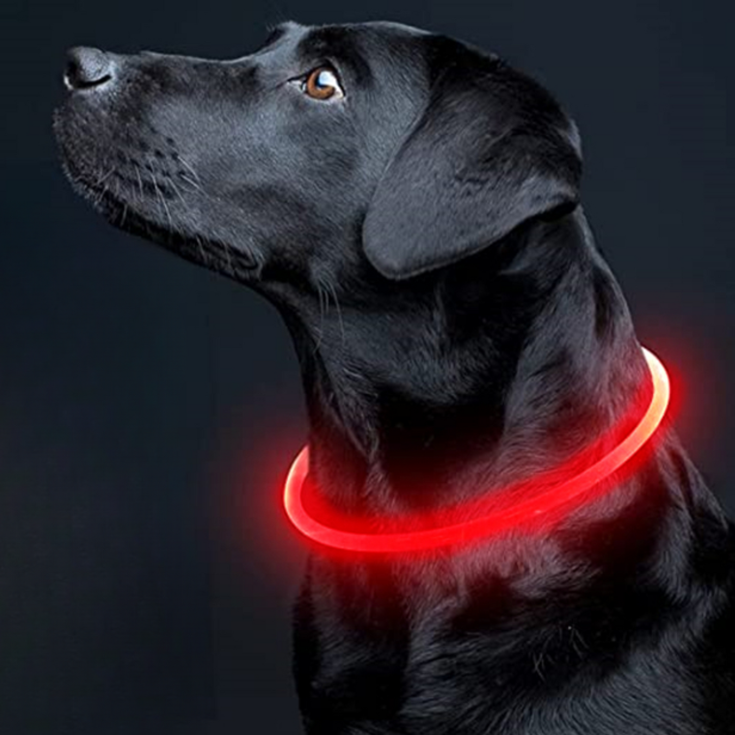 SAFE PROTECT™ | COLLIER LUMINEUX CHIEN