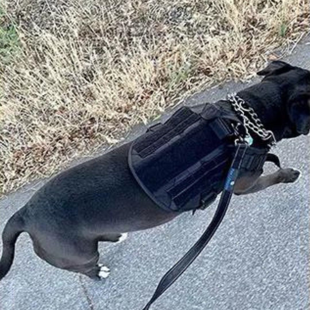 TACTIC PRO™ | HARNAIS TACTIQUE CHIEN