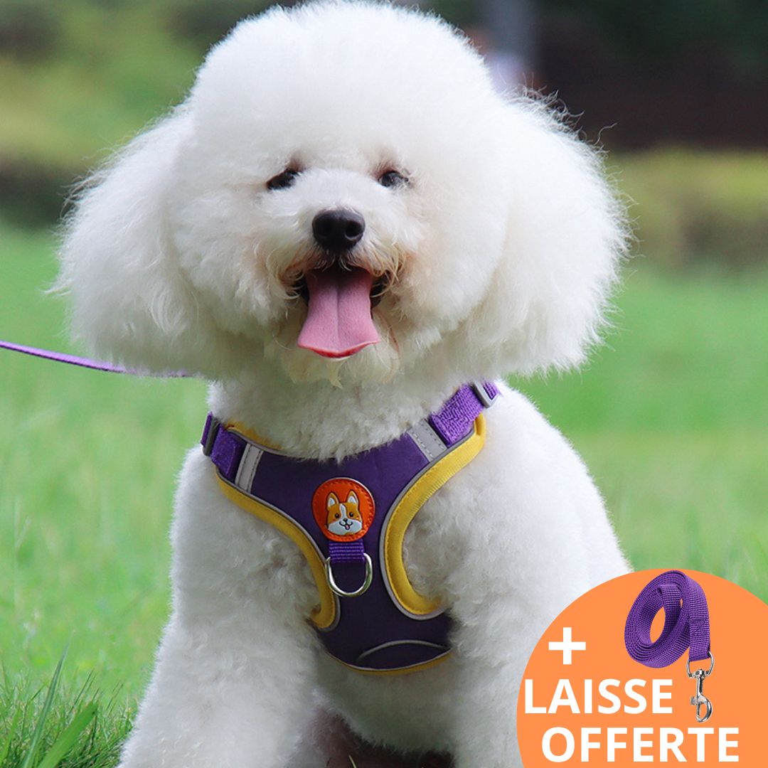 FRIMOUSSE™ | HARNAIS ANTI TRACTION CHIEN
