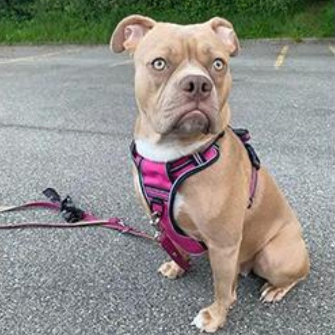 CONTROL HARNESS™ | HARNAIS ANTI TRACTION CHIEN