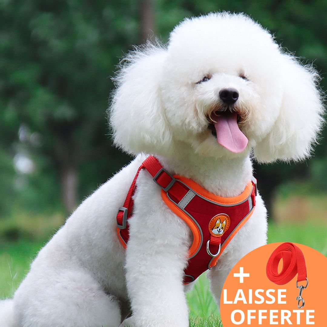 FRIMOUSSE™ | HARNAIS ANTI TRACTION CHIEN