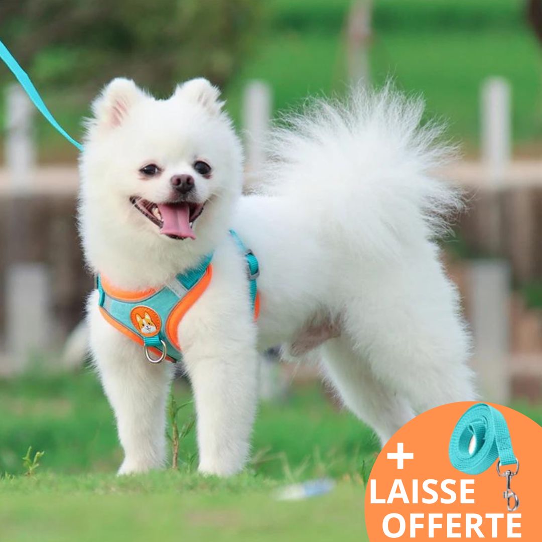 FRIMOUSSE™ | HARNAIS ANTI TRACTION CHIEN