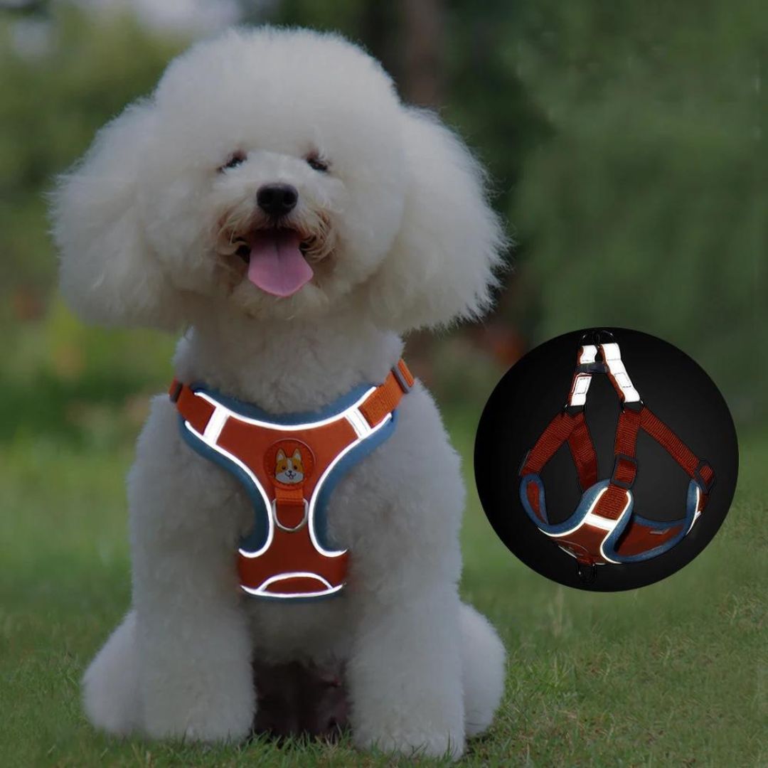 FRIMOUSSE™ | HARNAIS ANTI TRACTION CHIEN