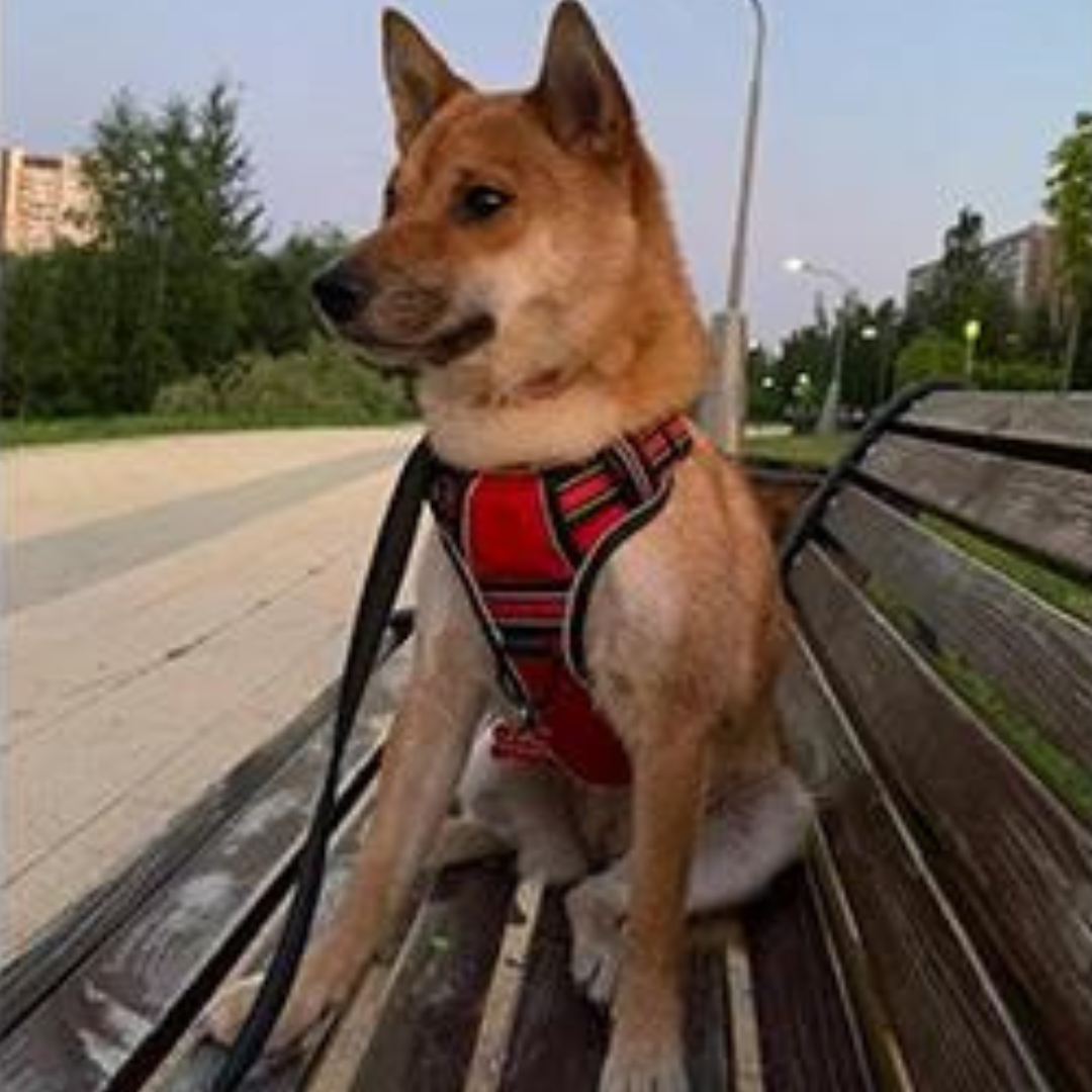 CONTROL HARNESS™ | HARNAIS ANTI TRACTION CHIEN