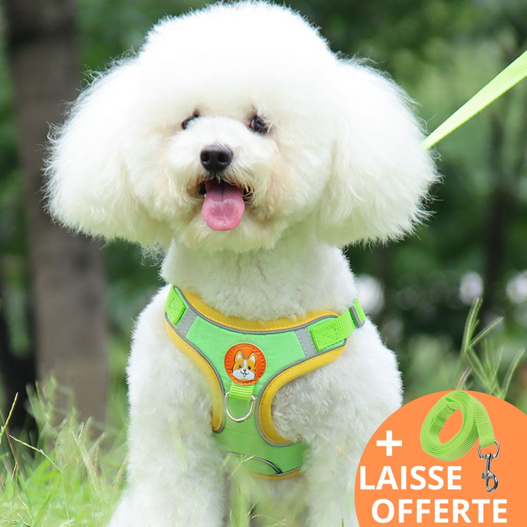 FRIMOUSSE™ | HARNAIS ANTI TRACTION CHIEN