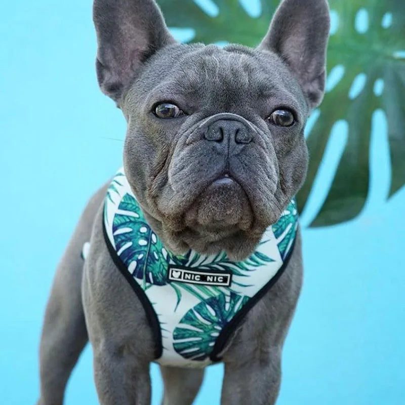 FRENCH LOVER™| HARNAIS BOULEDOGUE FRANÇAIS