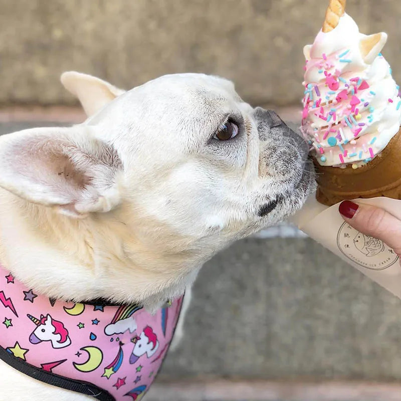 FRENCH LOVER™| HARNAIS BOULEDOGUE FRANÇAIS