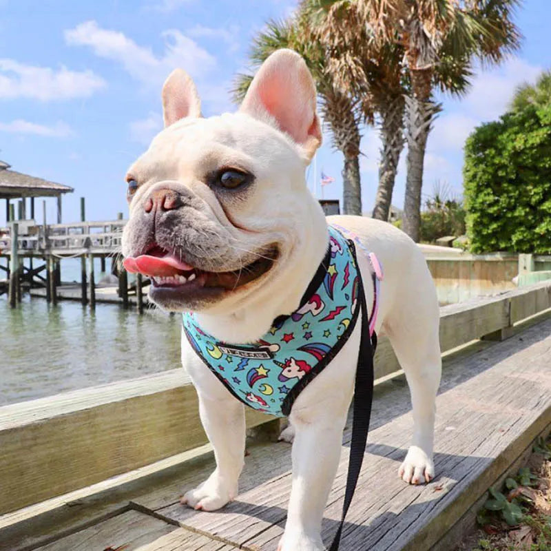 FRENCH LOVER™| HARNAIS BOULEDOGUE FRANÇAIS