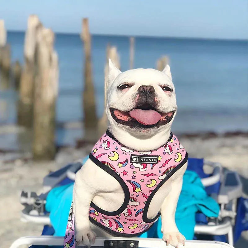 FRENCH LOVER™| HARNAIS BOULEDOGUE FRANÇAIS