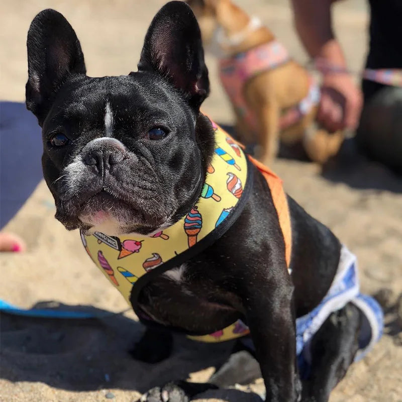 FRENCH LOVER™| HARNAIS BOULEDOGUE FRANÇAIS