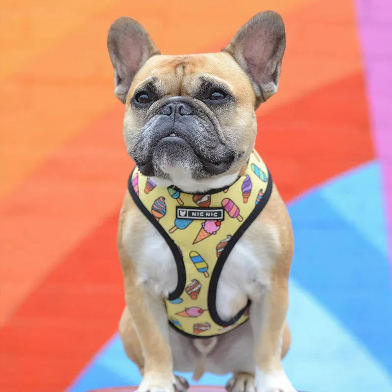 FRENCH LOVER™| HARNAIS BOULEDOGUE FRANÇAIS