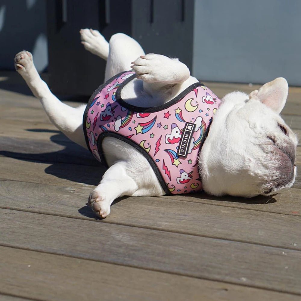 FRENCH LOVER™| HARNAIS BOULEDOGUE FRANÇAIS