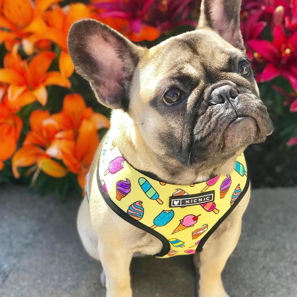 FRENCH LOVER™| HARNAIS BOULEDOGUE FRANÇAIS