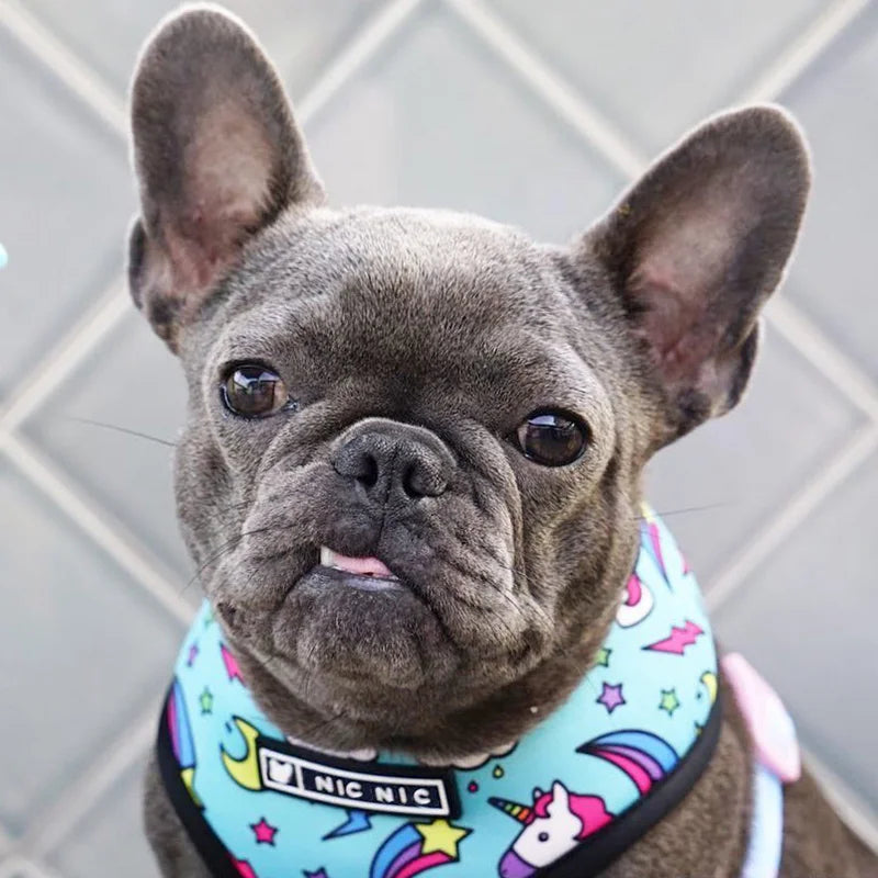 FRENCH LOVER™| HARNAIS BOULEDOGUE FRANÇAIS