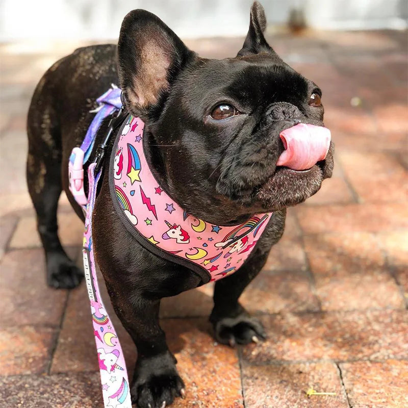 FRENCH LOVER™| HARNAIS BOULEDOGUE FRANÇAIS